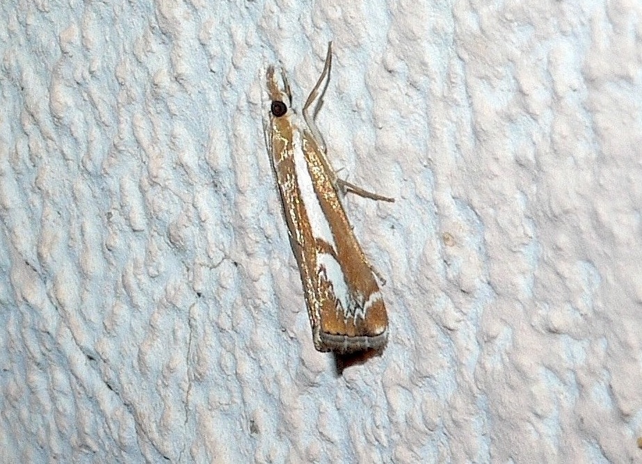 Catoptria corsicella (Duponchel 1836)